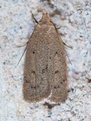 Inga obscuromaculella