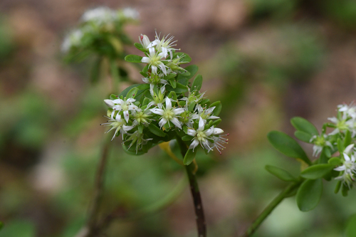 Sedum tortuosum, photograph 2