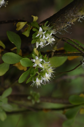 Sedum tortuosum, photograph 3