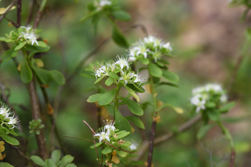 Sedum tortuosum, photograph 1