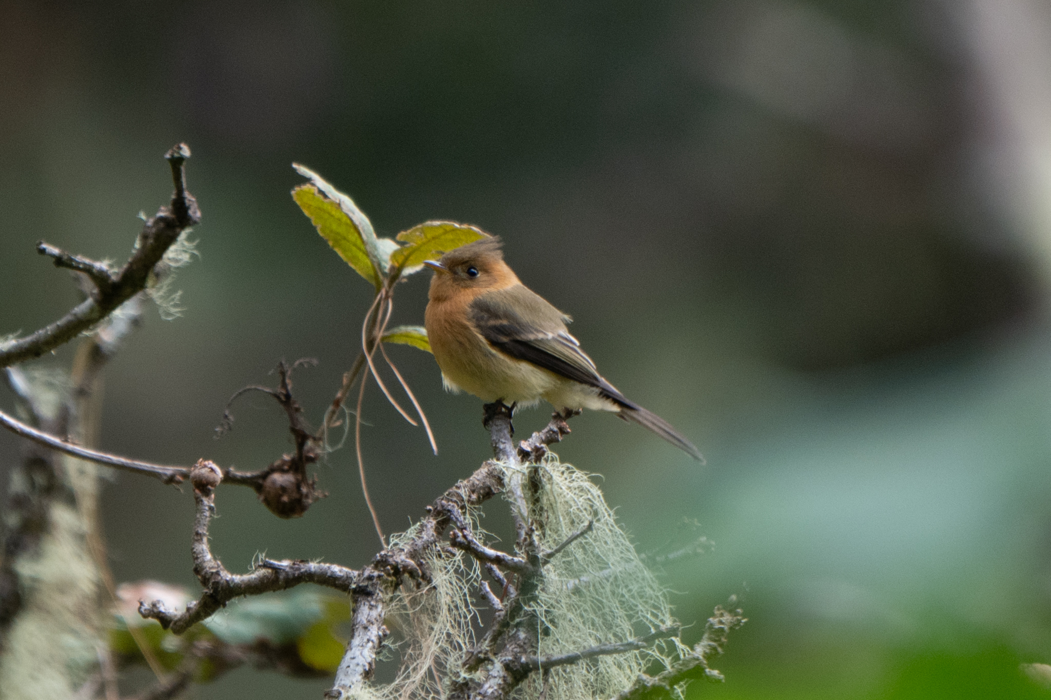Tufted Flycatcher (Mitrephanes phaeocercus)