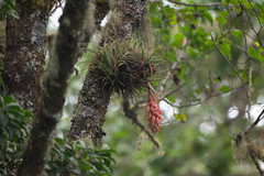 Tillandsia oaxacana, photograph (c) Trevor Van Loon, some rights reserved (CC BY)