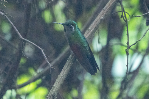 Colibrí Alicastaño (Lamprolaima rhami)