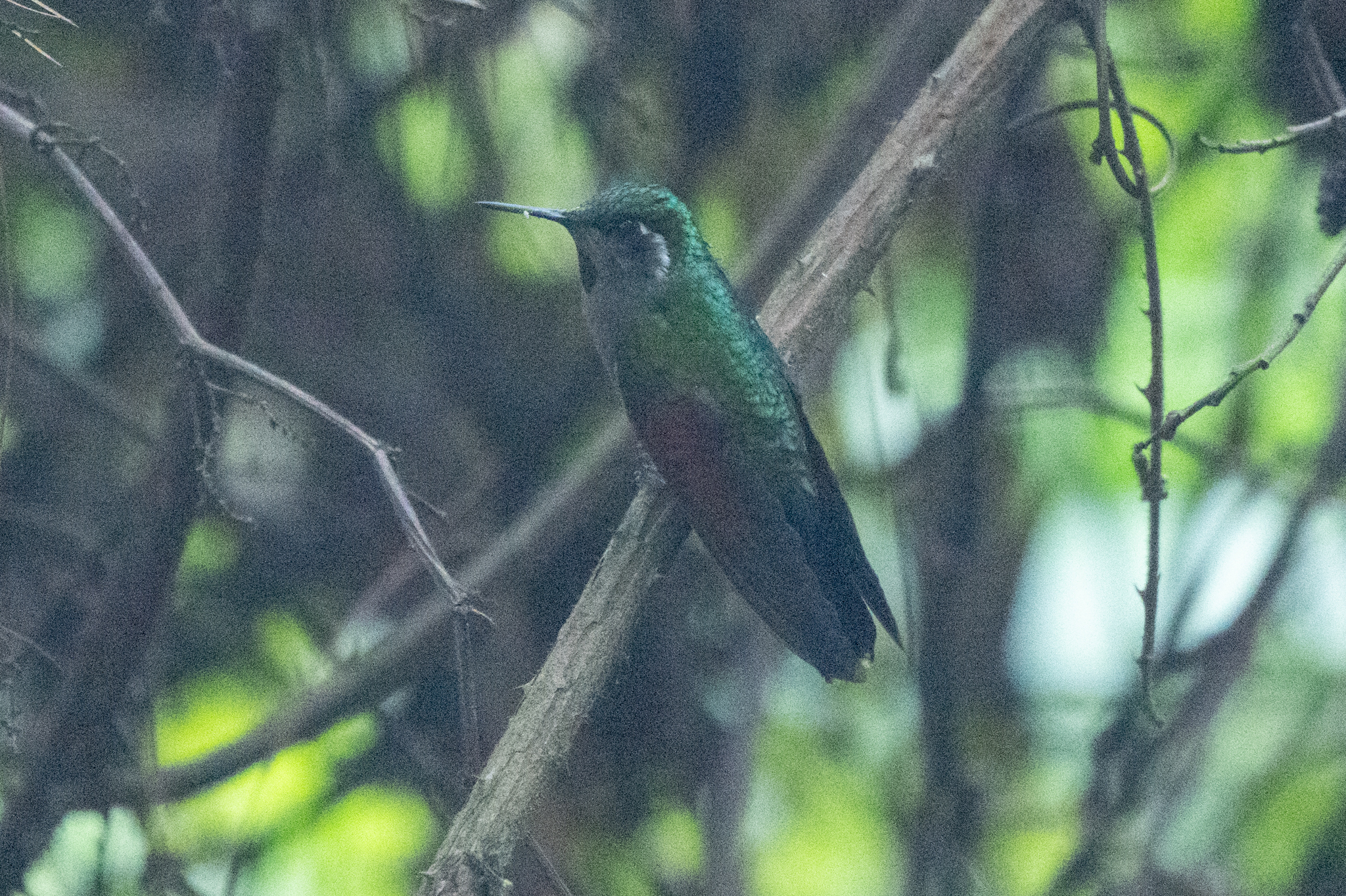 Garnet-throated Hummingbird (Lamprolaima rhami), photo 3