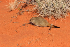 Brush-Tailed Mulgara photo 5