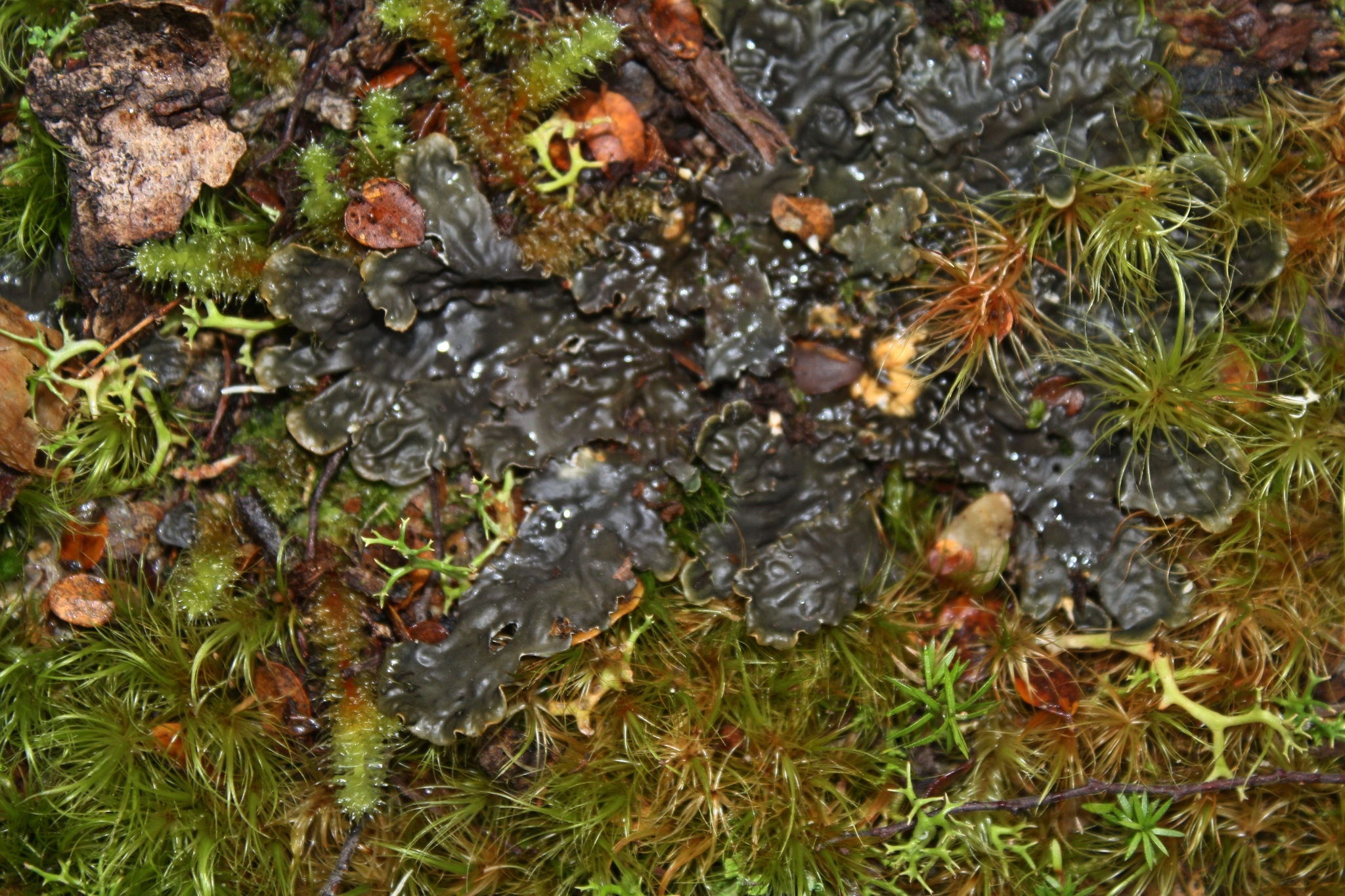 Peltigera dolichorrhiza image