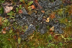 Peltigera dolichorhiza