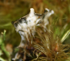 Peltigera dolichorhiza