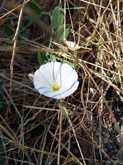 Calystegia subacaulis