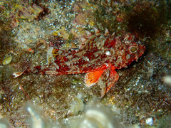 Scorpaena notata