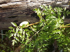 Conioselinum gmelinii