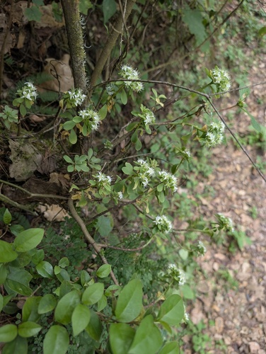 Sedum tortuosum, photograph 5