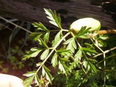 Conioselinum gmelinii