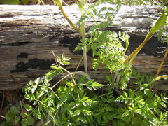 Conioselinum gmelinii