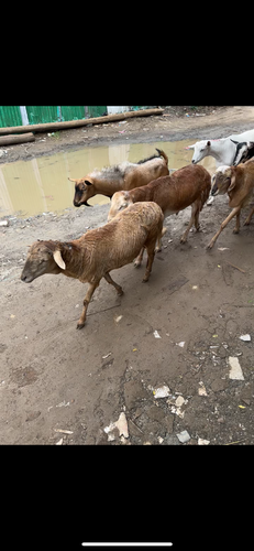 Domestic Goat