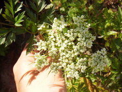 Conioselinum gmelinii