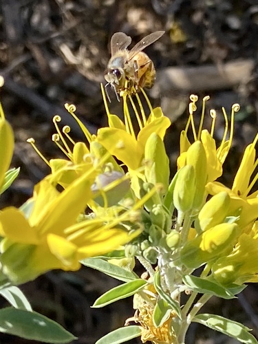 iNaturalist observation photo of Western Honey Bee