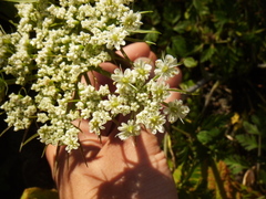 Conioselinum gmelinii