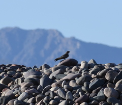 Chordeiles acutipennis