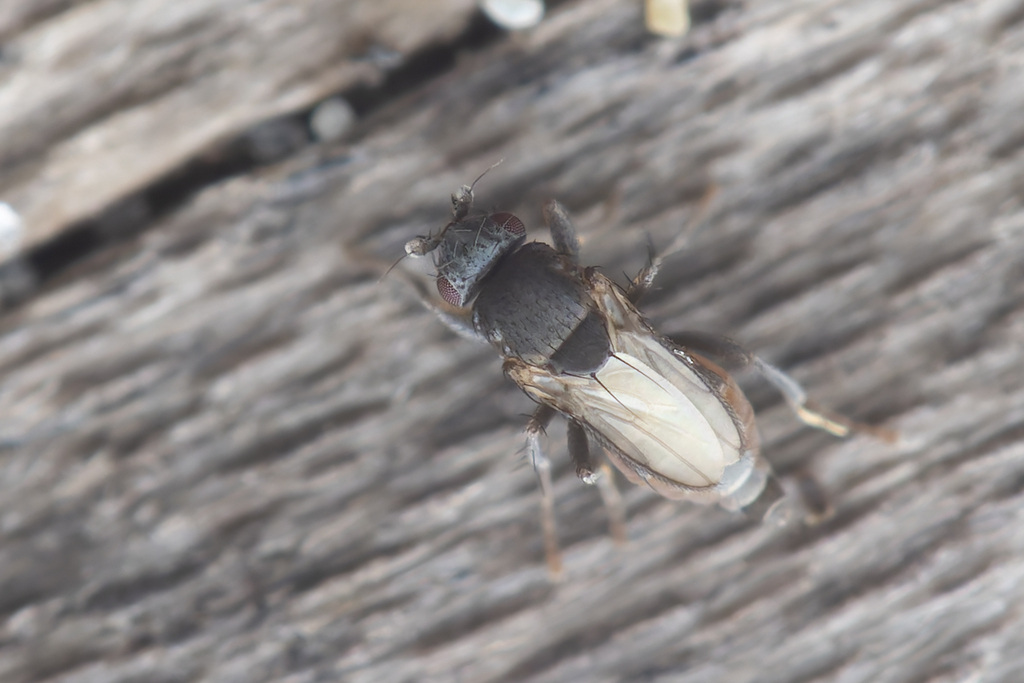 Thoracochaeta harrisoni