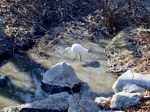 iNaturalist observation photo of Snowy Egret