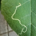 Burdock Leaf Miner - Photo (c) Bernal Arce, some rights reserved (CC BY-NC), uploaded by Bernal Arce