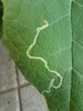 Burdock Leafminer - Photo (c) Bernal Arce, some rights reserved (CC BY-NC), uploaded by Bernal Arce