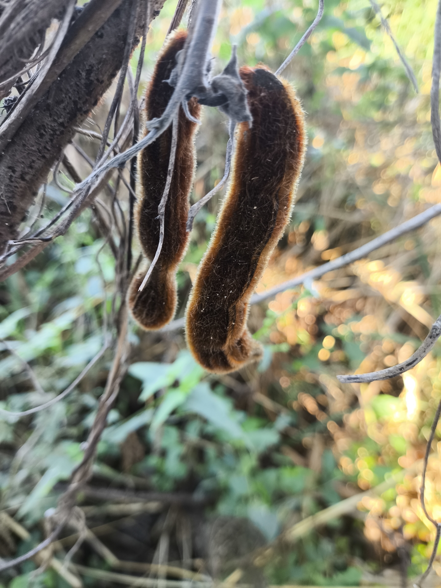 Imagem de Pó-de-mico
