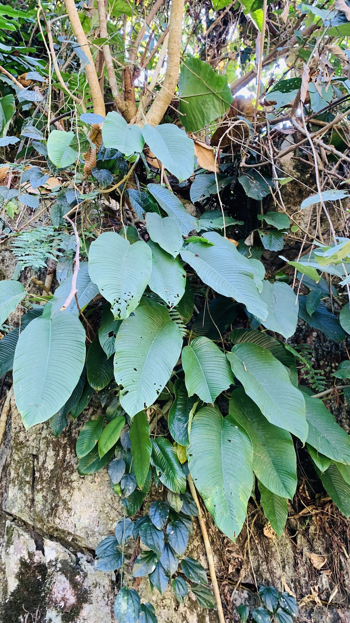 Rhaphidophora hookeri (Rhaphidophora hookeri)