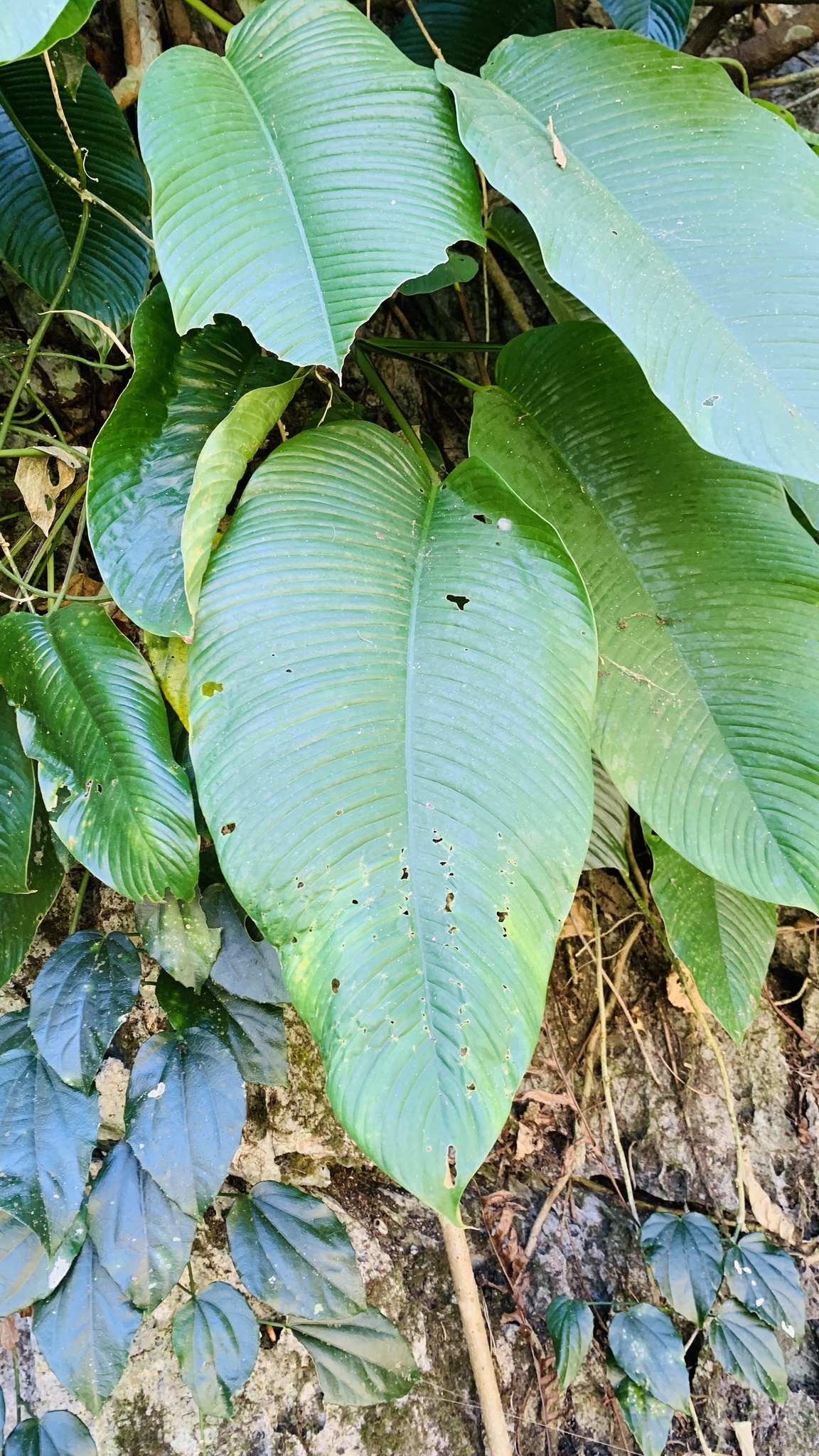 Rhaphidophora hookeri — ảnh 2