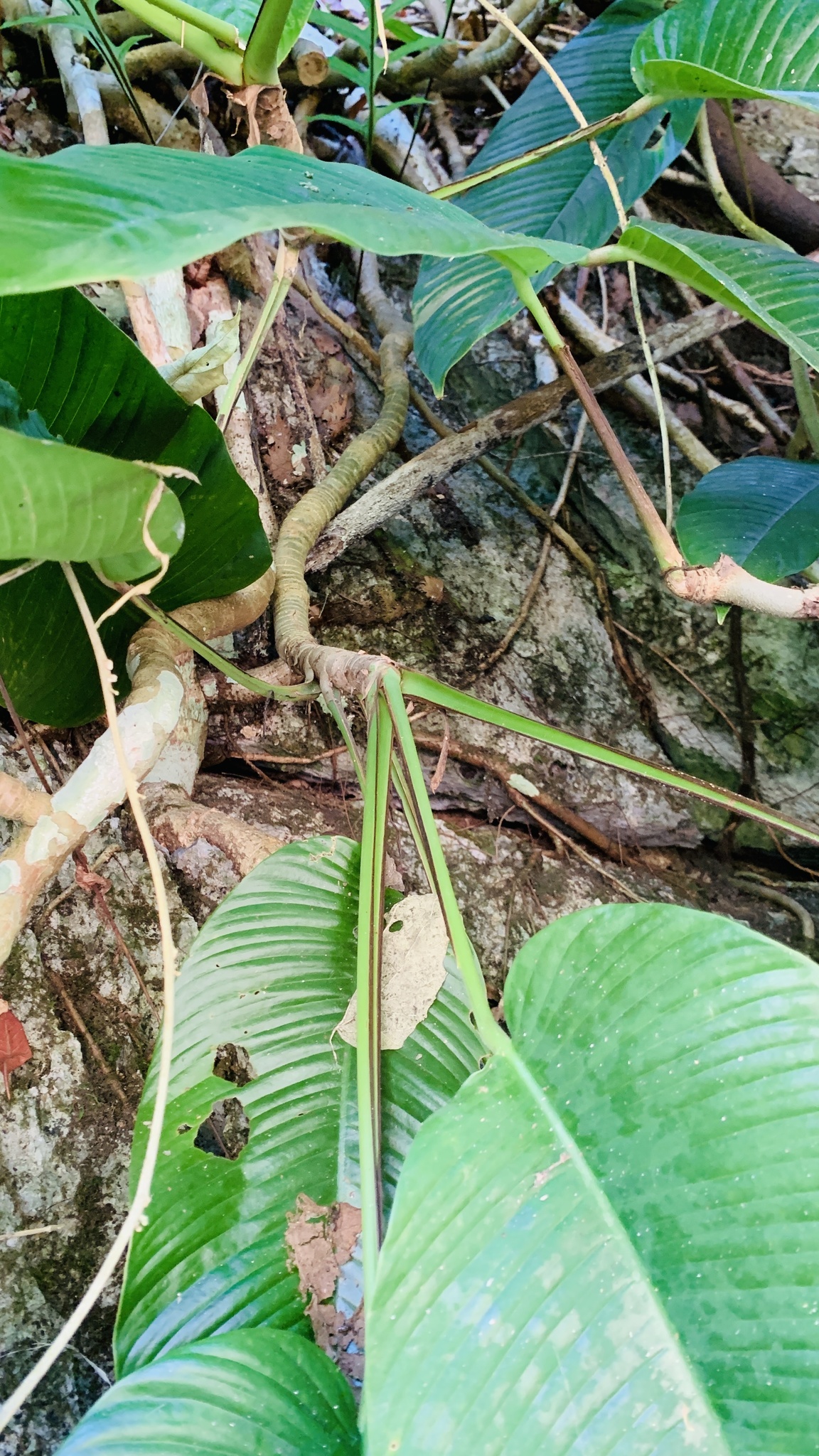 Rhaphidophora hookeri — ảnh 3