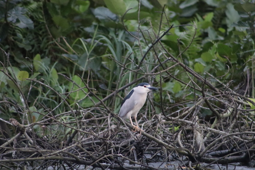 Black-crowned Night Heron