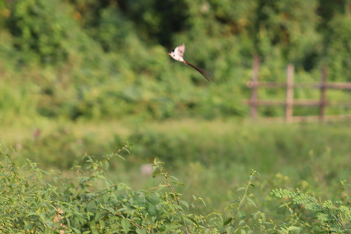 Pin-tailed Whydah