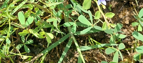 Narrow-leaf Nardoo (Marsilea costulifera)