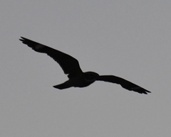 Chordeiles acutipennis