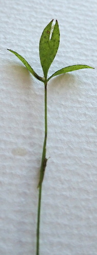 Image of Marsilea costulifera by (c) Ruth Palsson, some rights reserved (CC BY-SA)