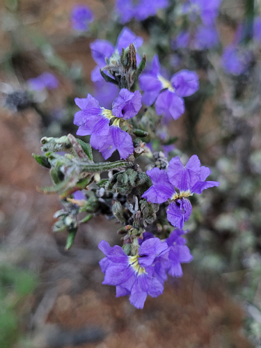 shrubby Dampiera (Dampiera dysantha)