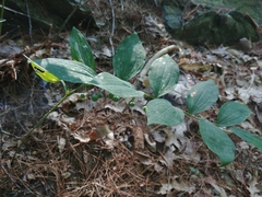 Polygonatum pubescens