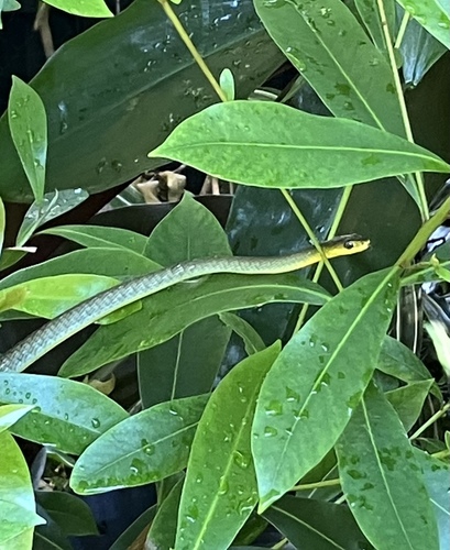 Common Tree Snake sighting