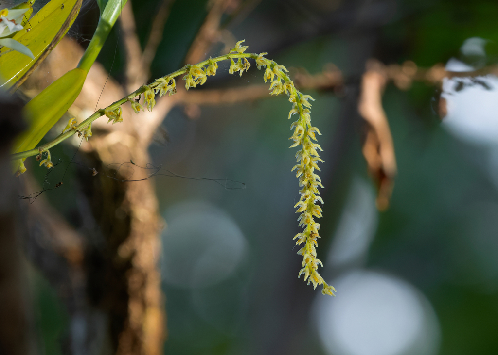 Bulbophyllum hirtum (Sm.) Lindl. 2