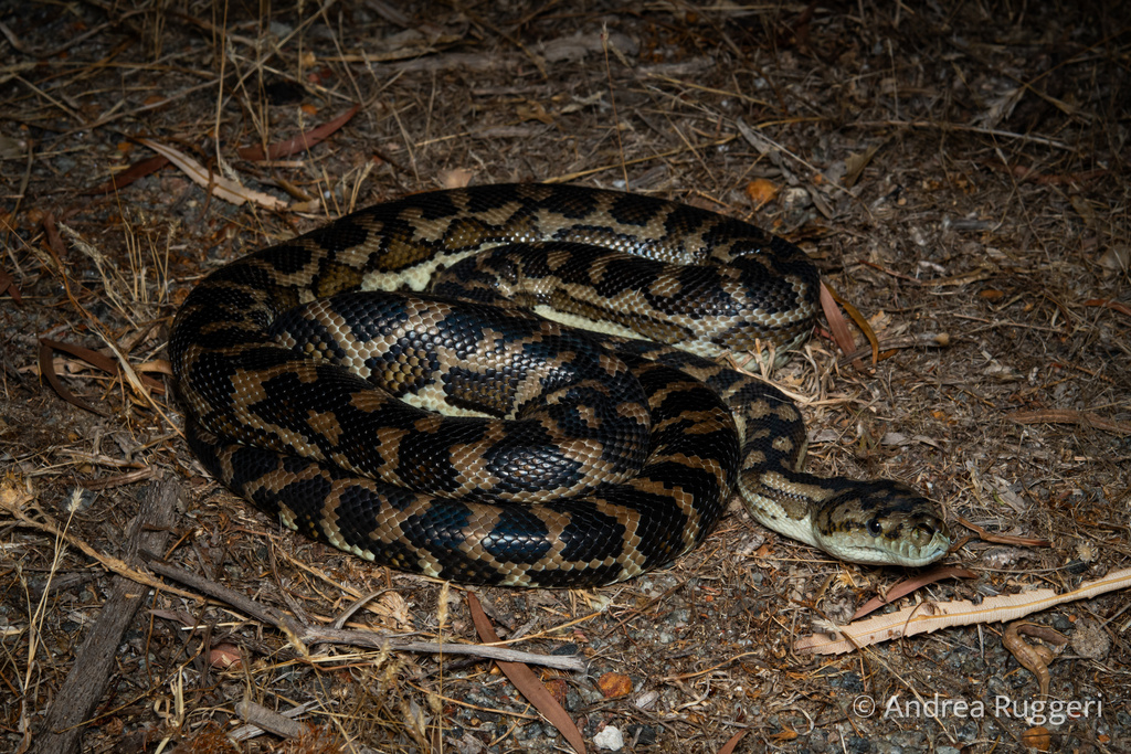 Southwestern Carpet Python in January 2025 by Andrea Ruggeri · iNaturalist