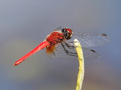 Aethriamanta nymphaeae