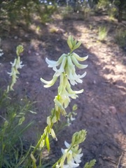 Astragalus lonchocarpus