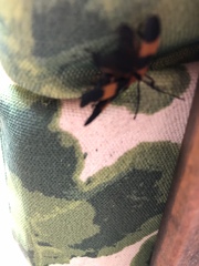 Calopteron reticulatum