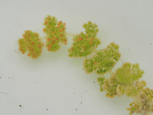 Image of Nitella hyalina by (c) Saryu Mae 前 朝琉, some rights reserved (CC BY)