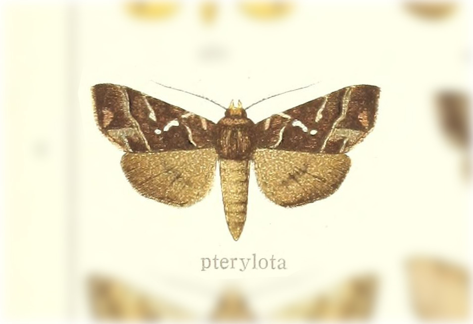 Lophoplusia pterylota