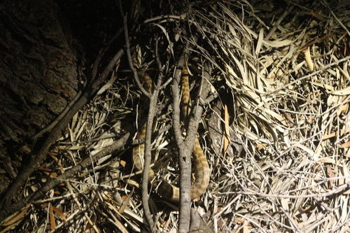 Spotted Python sighting