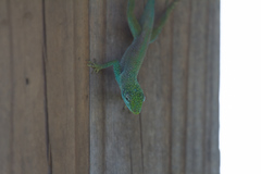 Anolis conspersus conspersus
