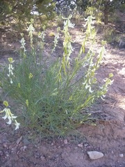 Astragalus lonchocarpus