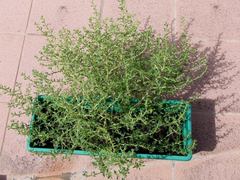 Amaranthus albus